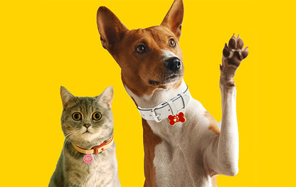 Basenji Köpek İsim Künyesi